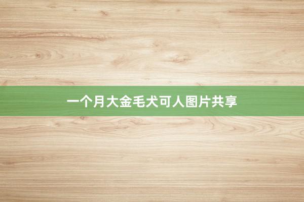 一个月大金毛犬可人图片共享